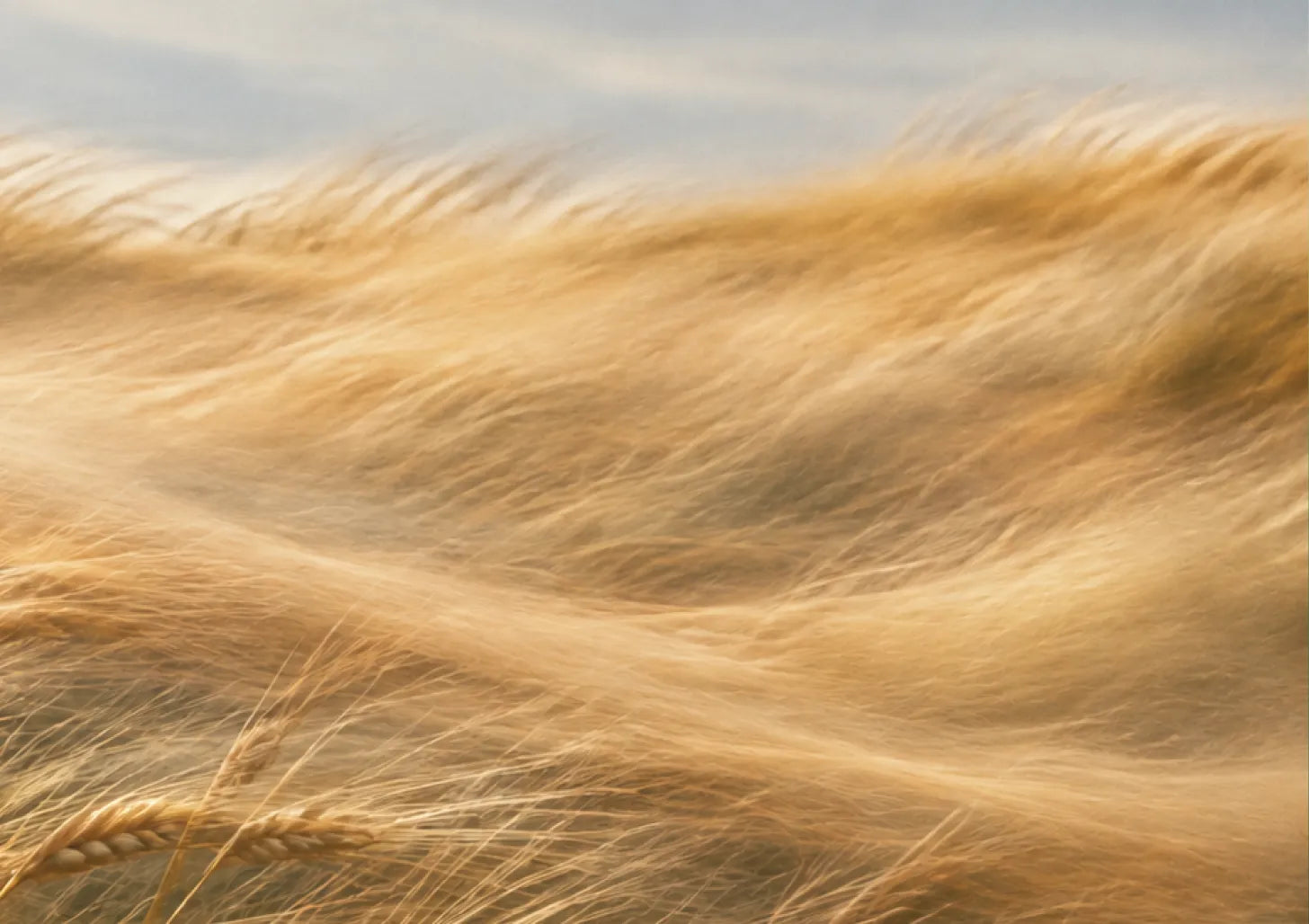 Golden wheat moving in the wind